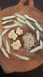 Emmer Wheat: Ancient Bread Rediscovered Image